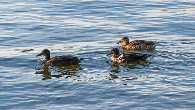 De mest brugte krydsordsord – og hvordan du spotter dem