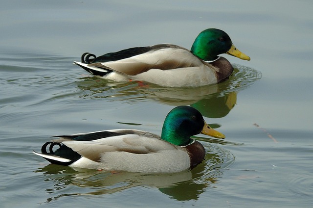 Avancerede strategier: Lær at tyde svære krydsordsledetråde