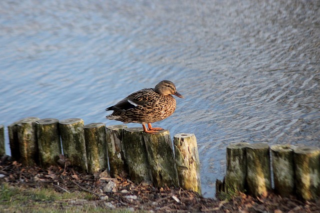 Krydsordstricks: Få hjælp til de mest almindelige drilske ledetråde
