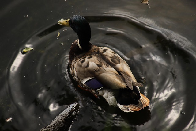 Krydsord for begyndere: Guide til at komme godt fra start