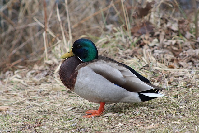 Fra tomt felt til triumf: Effektive metoder til at løse krydsord hurtigt