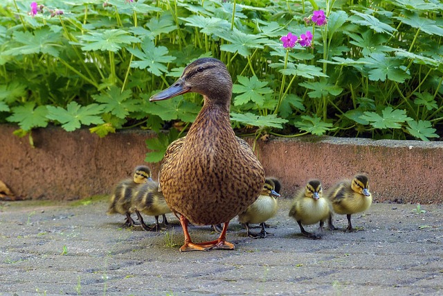 Børnesange fra hele verden: Syng med på tværs af kulturer