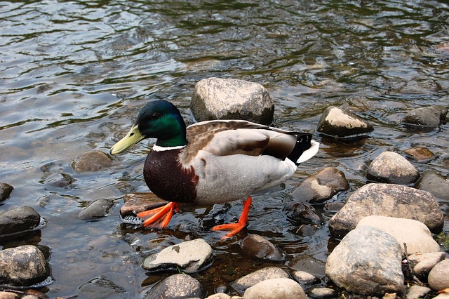 Sådan knækker du koden: 9 effektive krydsord strategier